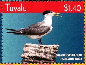 Greater Crested Tern (Thalasseus bergii)